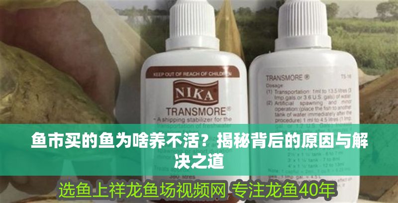 魚市買的魚為啥養(yǎng)不活？揭秘背后的原因與解決之道