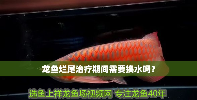 龍魚爛尾治療期間需要換水嗎？
