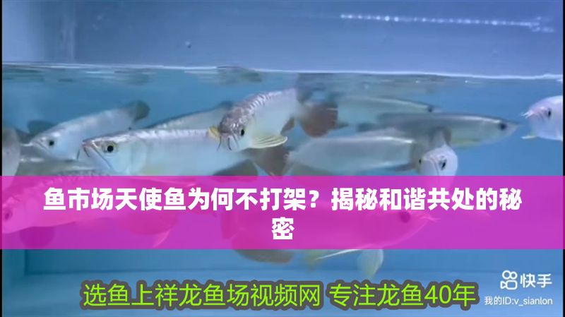 魚市場天使魚為何不打架？揭秘和諧共處的秘密