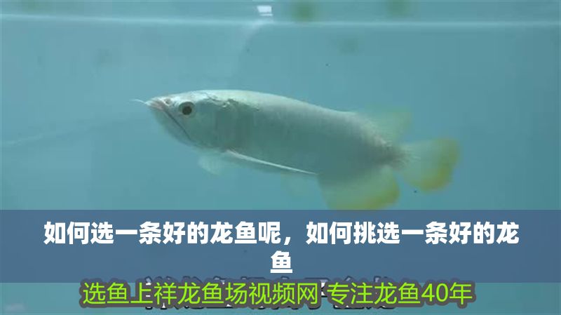 如何選一條好的龍魚呢，如何挑選一條好的龍魚