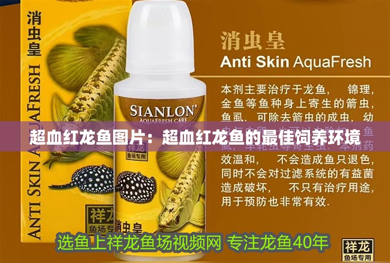 超血紅龍魚圖片：超血紅龍魚的最佳飼養環境
