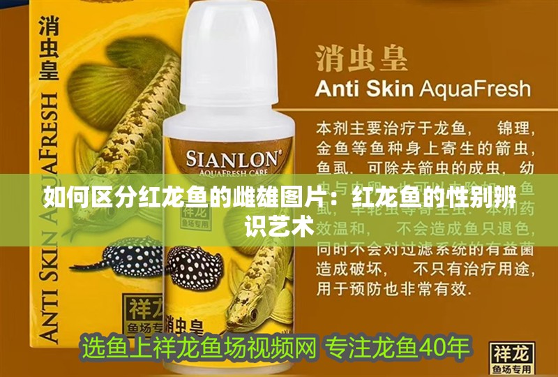 如何區(qū)分紅龍魚的雌雄圖片：紅龍魚的性別辨識(shí)藝術(shù)