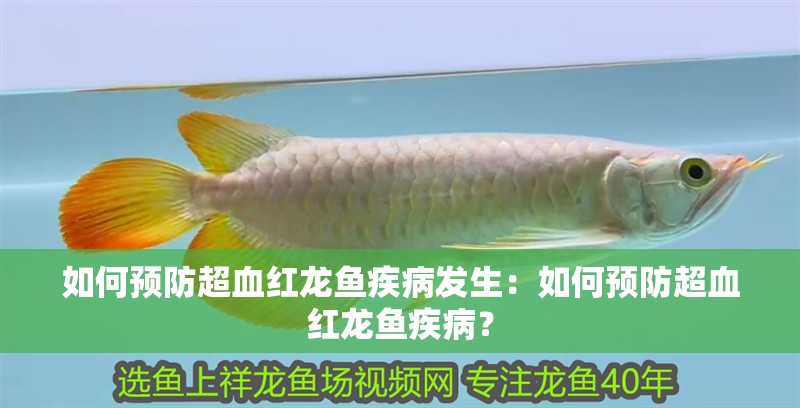 如何預防超血紅龍魚疾病發生：如何預防超血紅龍魚疾病？