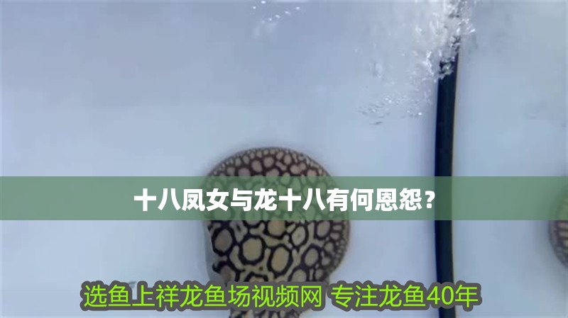 十八鳳女與龍十八有何恩怨？