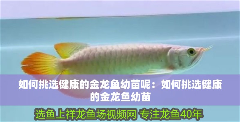 如何挑選健康的金龍魚幼苗呢：如何挑選健康的金龍魚幼苗