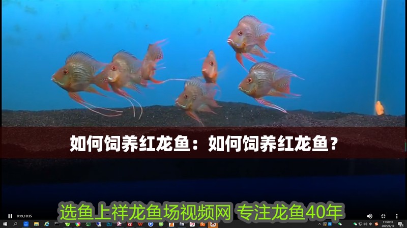 如何飼養(yǎng)紅龍魚：如何飼養(yǎng)紅龍魚？