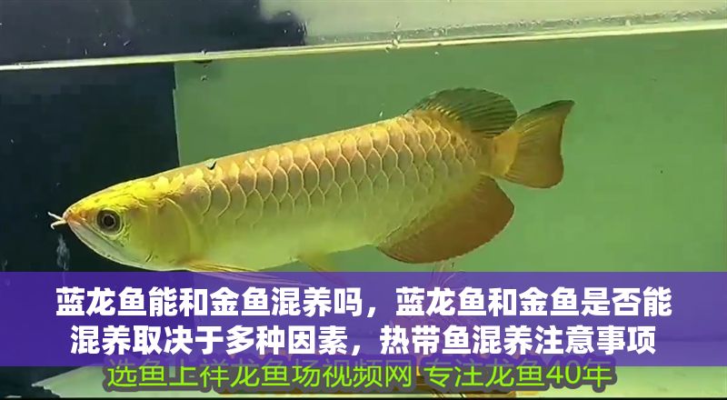 藍龍魚能和金魚混養嗎，藍龍魚和金魚是否能混養取決于多種因素，熱帶魚混養注意事項