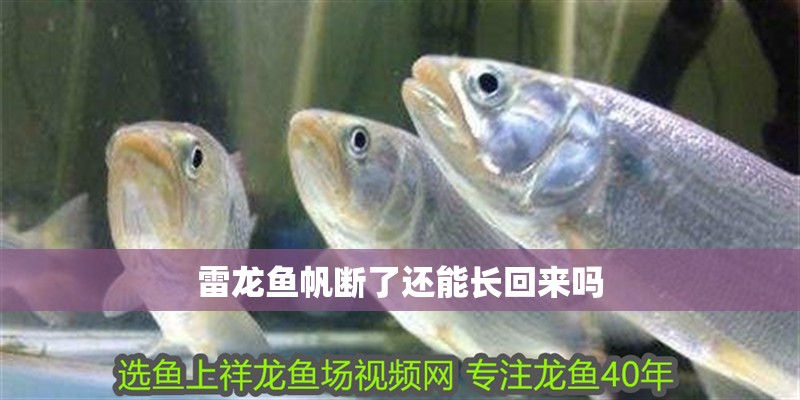 雷龍魚帆斷了還能長回來嗎