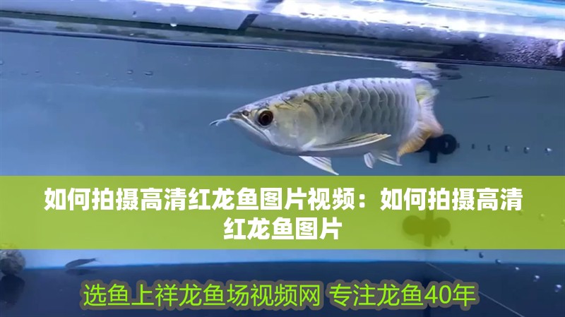 如何拍攝高清紅龍魚圖片視頻：如何拍攝高清紅龍魚圖片