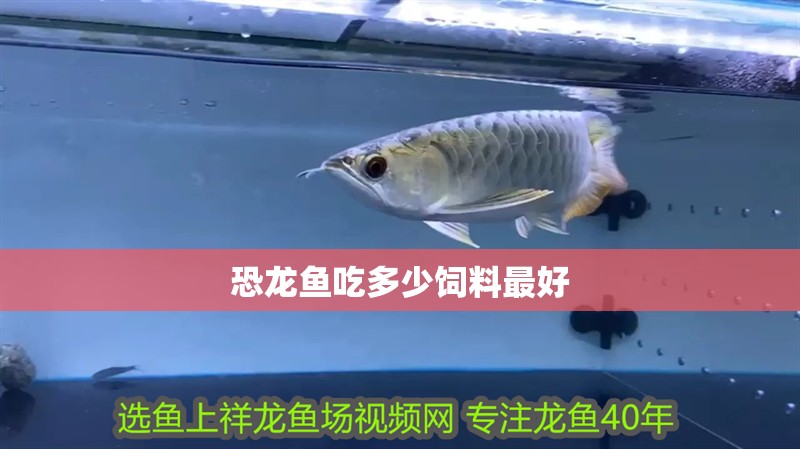 恐龍魚吃多少飼料最好
