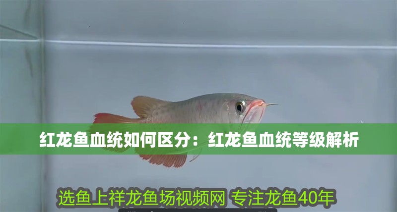 紅龍魚血統如何區分：紅龍魚血統等級解析