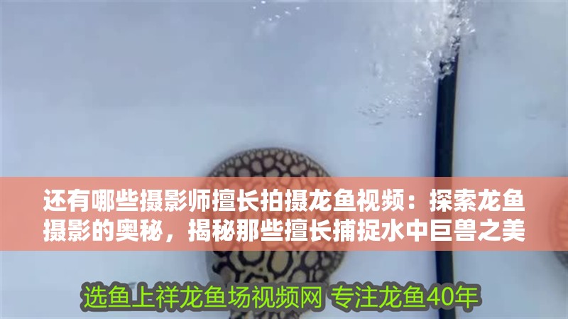 還有哪些攝影師擅長拍攝龍魚視頻：探索龍魚攝影的奧秘，揭秘那些擅長捕捉水中巨獸之美的攝影師