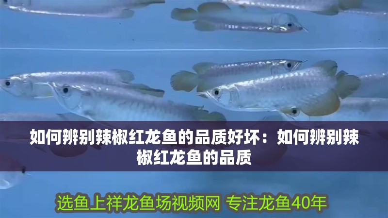 如何辨別辣椒紅龍魚的品質(zhì)好壞：如何辨別辣椒紅龍魚的品質(zhì)