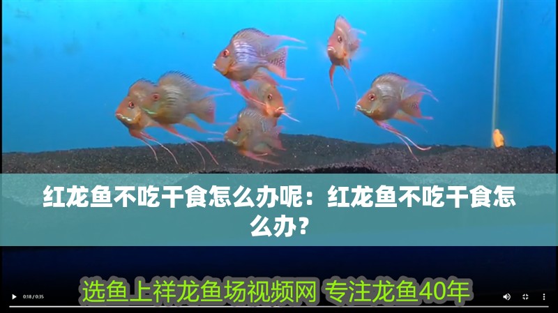 紅龍魚(yú)不吃干食怎么辦呢：紅龍魚(yú)不吃干食怎么辦？
