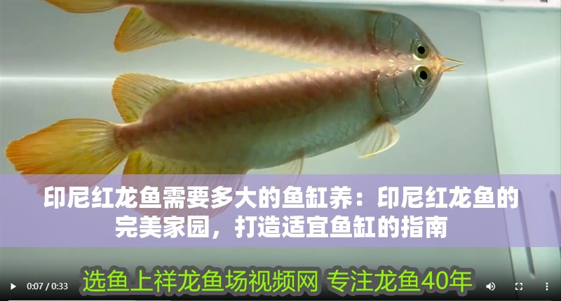 印尼紅龍魚需要多大的魚缸養：印尼紅龍魚的完美家園，打造適宜魚缸的指南