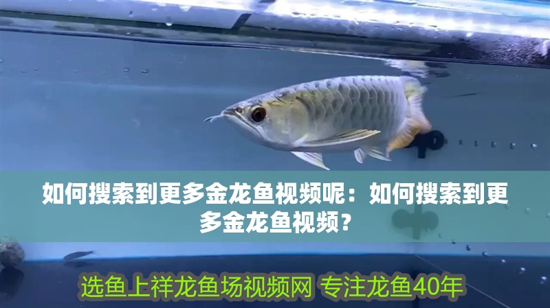 如何搜索到更多金龍魚視頻呢：如何搜索到更多金龍魚視頻？ 如何搜索到更多金龍魚視頻呢：如何搜索到更多金龍魚視頻？ 水族問答