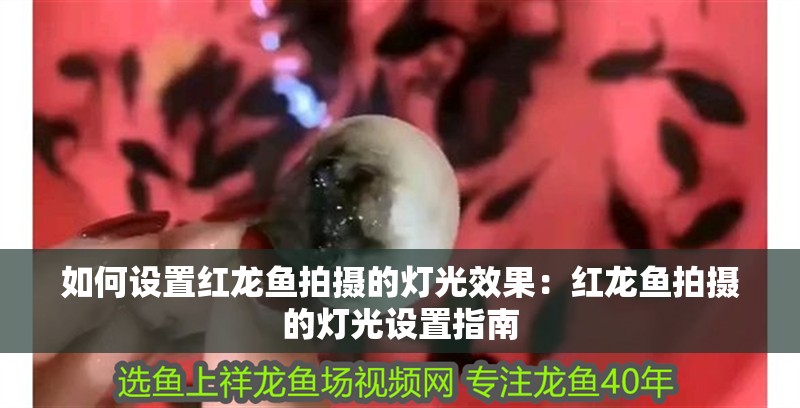 如何設置紅龍魚拍攝的燈光效果：紅龍魚拍攝的燈光設置指南