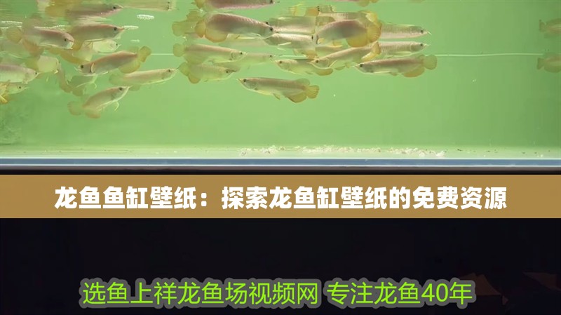 龍魚魚缸壁紙：探索龍魚缸壁紙的免費資源