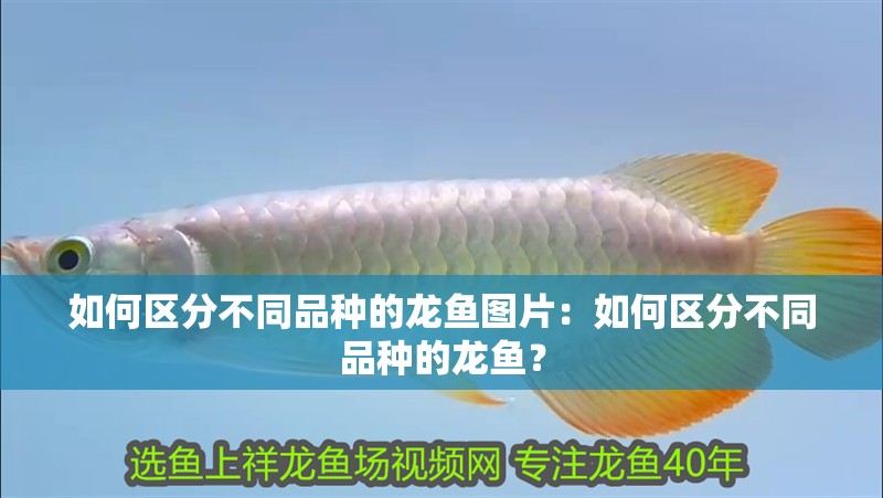 如何區分不同品種的龍魚圖片：如何區分不同品種的龍魚？