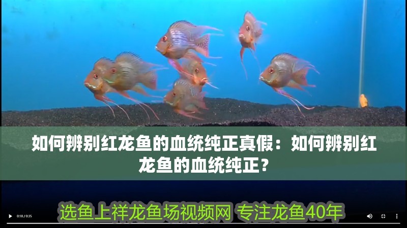 如何辨別紅龍魚(yú)的血統(tǒng)純正真假：如何辨別紅龍魚(yú)的血統(tǒng)純正？