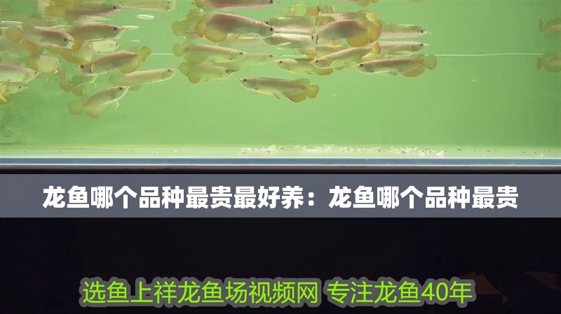 龍魚(yú)哪個(gè)品種最貴最好養(yǎng)：龍魚(yú)哪個(gè)品種最貴