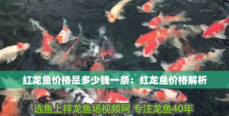 紅龍魚價格是多少錢一條：紅龍魚價格解析