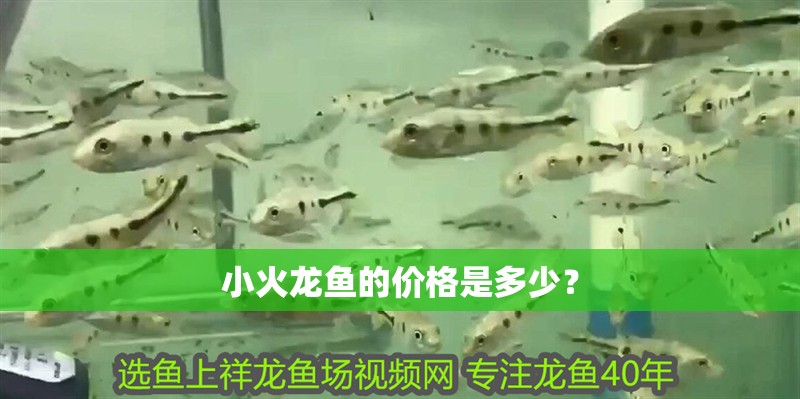 小火龍魚的價格是多少？