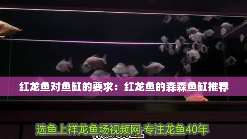 紅龍魚對魚缸的要求：紅龍魚的森森魚缸推薦
