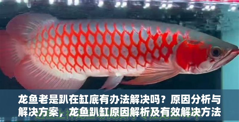 龍魚老是趴在缸底有辦法解決嗎？原因分析與解決方案，龍魚趴缸原因解析及有效解決方法