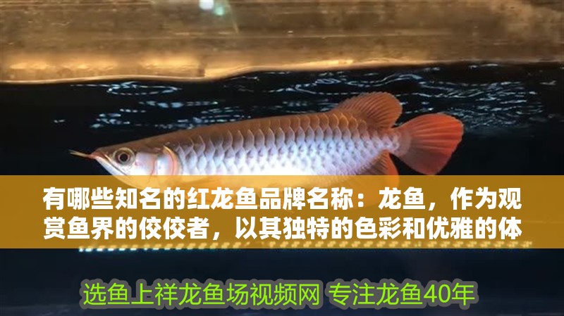 有哪些知名的紅龍魚品牌名稱：龍魚，作為觀賞魚界的佼佼者，以其獨特的色彩和優雅的體態深受養魚愛好者的喜愛。在眾多品牌中，哪些是市場上公認的知名紅龍魚品牌呢？本文將為您揭曉這些知名品牌及其背后的實力與特色