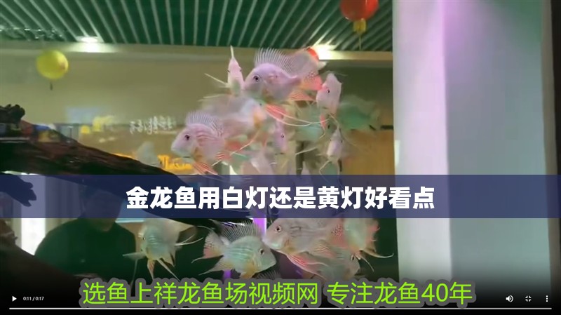 金龍魚用白燈還是黃燈好看點