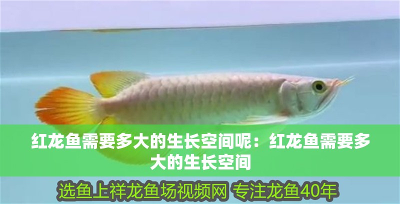 紅龍魚(yú)需要多大的生長(zhǎng)空間呢：紅龍魚(yú)需要多大的生長(zhǎng)空間