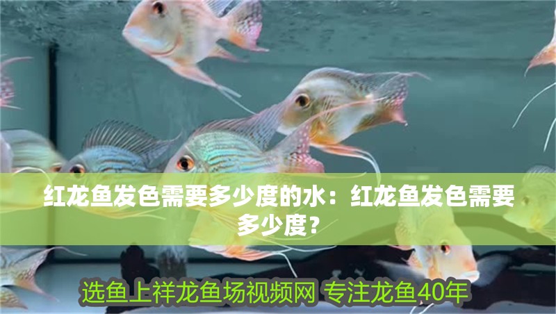 紅龍魚發(fā)色需要多少度的水：紅龍魚發(fā)色需要多少度？