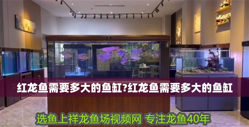 紅龍魚需要多大的魚缸?紅龍魚需要多大的魚缸