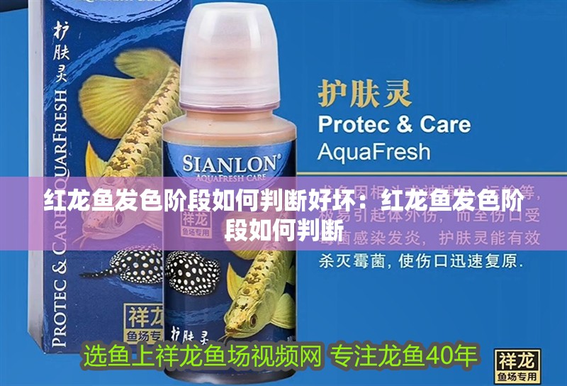 紅龍魚發(fā)色階段如何判斷好壞：紅龍魚發(fā)色階段如何判斷