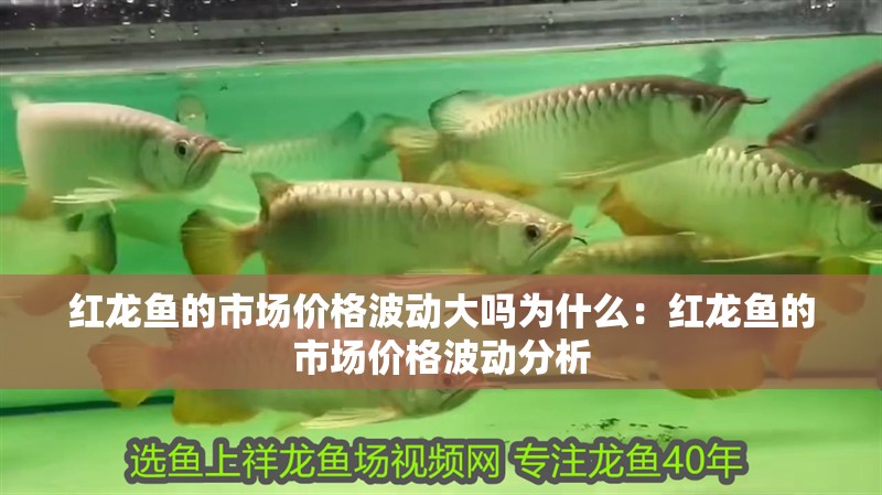 紅龍魚的市場價格波動大嗎為什么：紅龍魚的市場價格波動分析