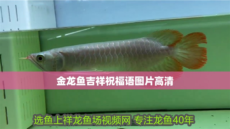 金龍魚吉祥祝福語圖片高清