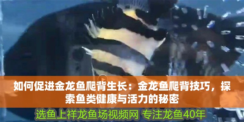 如何促進(jìn)金龍魚爬背生長(zhǎng)：金龍魚爬背技巧，探索魚類健康與活力的秘密