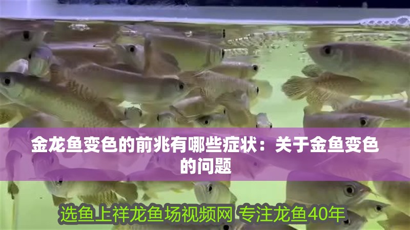 金龍魚變色的前兆有哪些癥狀：關于金魚變色的問題