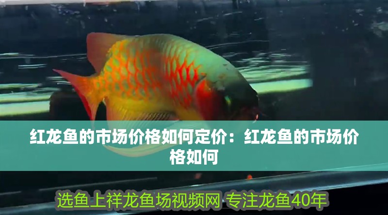 紅龍魚的市場價格如何定價：紅龍魚的市場價格如何