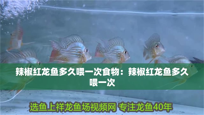 辣椒紅龍魚多久喂一次食物：辣椒紅龍魚多久喂一次