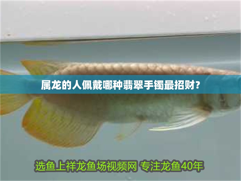 屬龍的人佩戴哪種翡翠手鐲最招財？