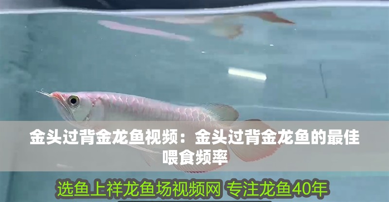 金頭過背金龍魚視頻：金頭過背金龍魚的最佳喂食頻率
