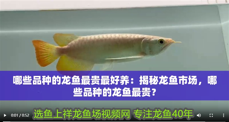 哪些品種的龍魚最貴最好養：揭秘龍魚市場，哪些品種的龍魚最貴？