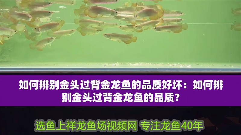 如何辨別金頭過背金龍魚的品質(zhì)好壞：如何辨別金頭過背金龍魚的品質(zhì)？