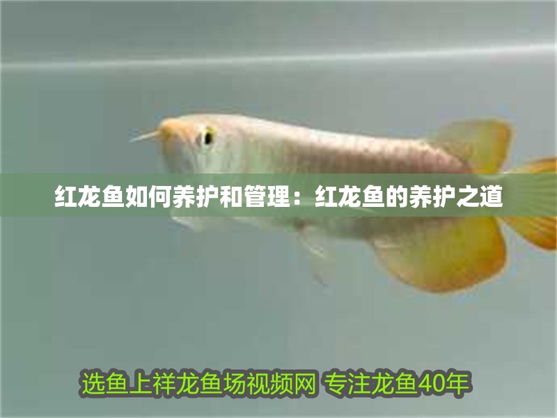 紅龍魚如何養護和管理：紅龍魚的養護之道