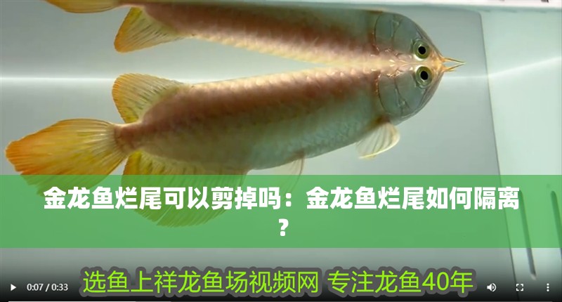 金龍魚爛尾可以剪掉嗎：金龍魚爛尾如何隔離？
