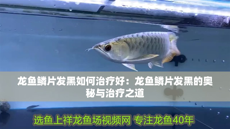 龍魚鱗片發黑如何治療好：龍魚鱗片發黑的奧秘與治療之道