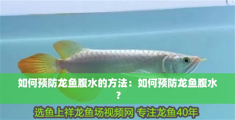 如何預防龍魚腹水的方法：如何預防龍魚腹水？