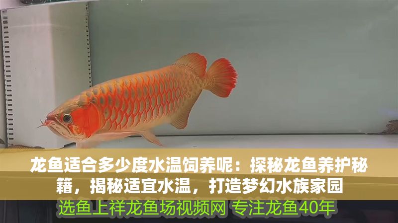龍魚適合多少度水溫飼養呢：探秘龍魚養護秘籍，揭秘適宜水溫，打造夢幻水族家園